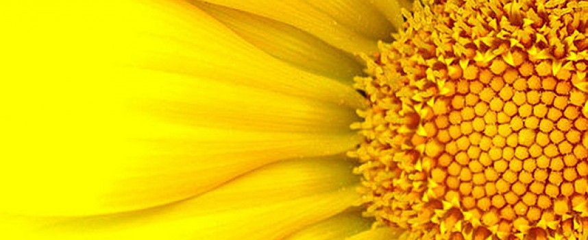 Жёлтый цвет