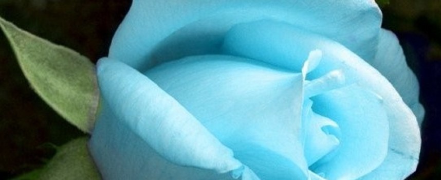 Голубой цвет