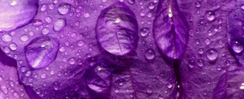 Фиолетовый цвет