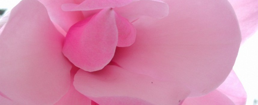 Розовый цвет