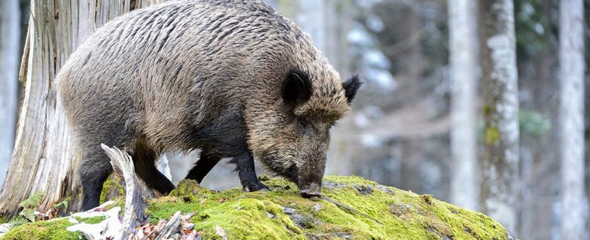Зороастрийский гороскоп. Вепрь