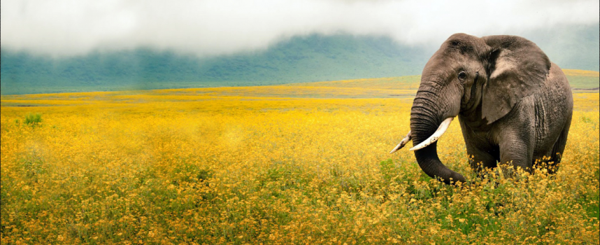 Зороастрийский гороскоп. Слон