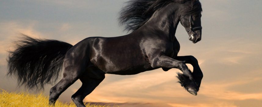 Зороастрийский гороскоп. Конь