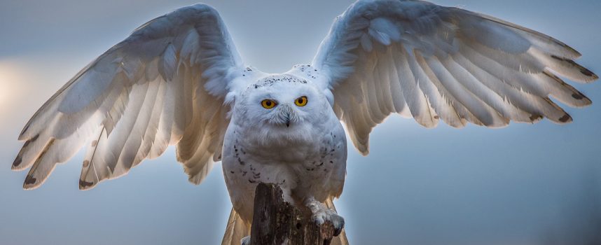 Зороастрийский гороскоп. Сова