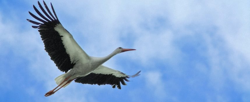 Зороастрийский гороскоп. Аист