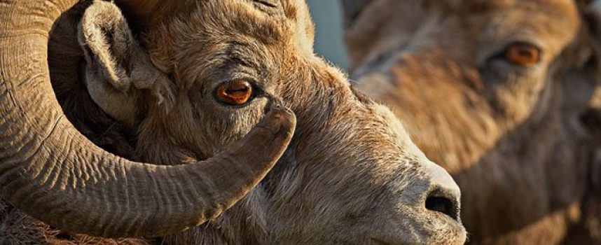 Зороастрийский гороскоп. Баран