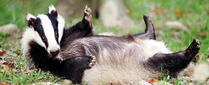 Зороастрийский гороскоп. Барсук