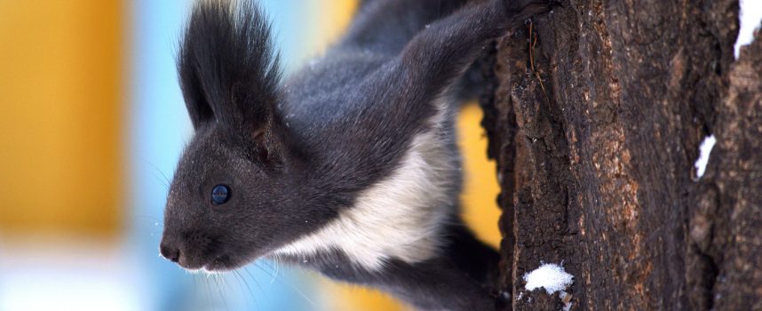 Зороастрийский гороскоп. Белка