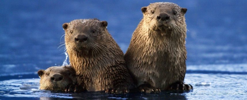 Зороастрийский гороскоп. Бобер