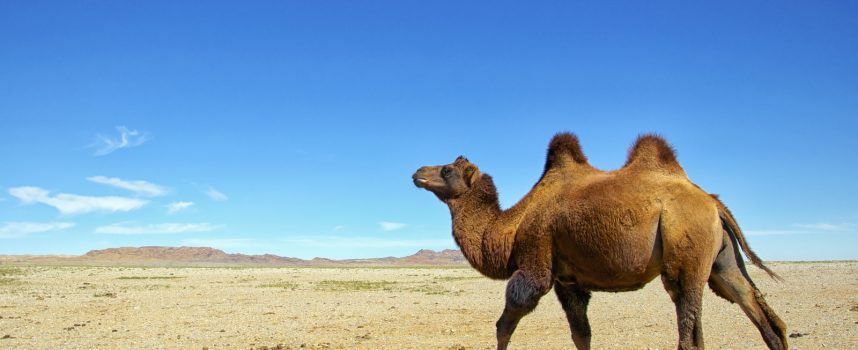 Зороастрийский гороскоп. Верблюд