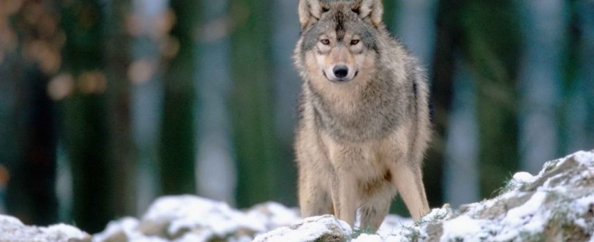 Зороастрийский гороскоп. Волк