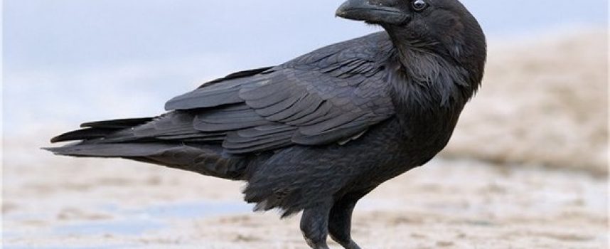 Зороастрийский гороскоп. Ворон