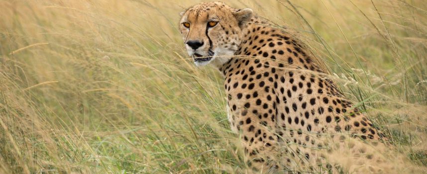 Зороастрийский гороскоп. Гепард