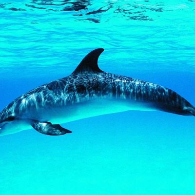 Зороастрийский гороскоп. Дельфин