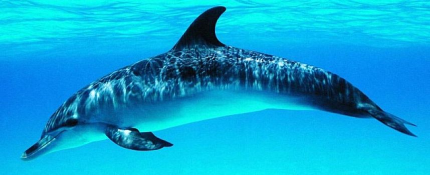 Зороастрийский гороскоп. Дельфин