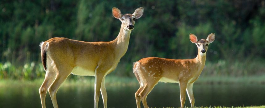 Зороастрийский гороскоп. Лань