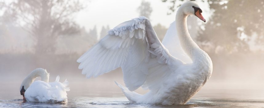 Зороастрийский гороскоп. Лебедь