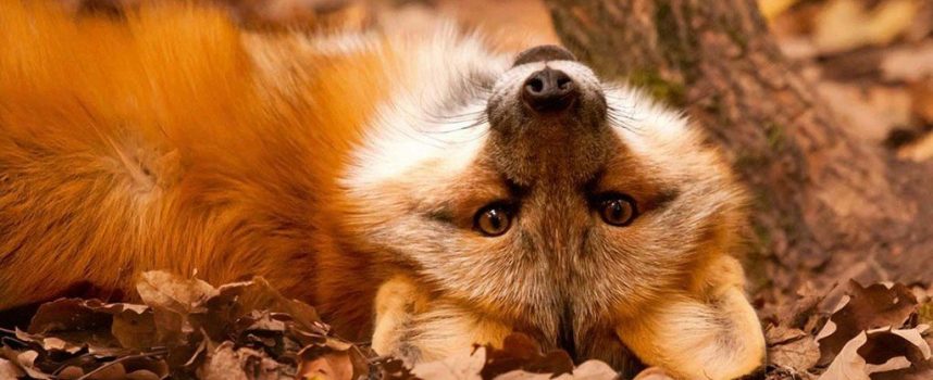 Зороастрийский гороскоп. Лисица