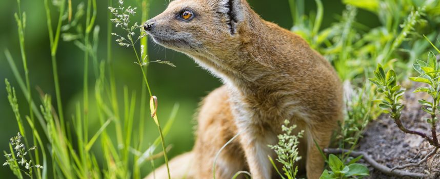 Зороастрийский гороскоп. Мангуст