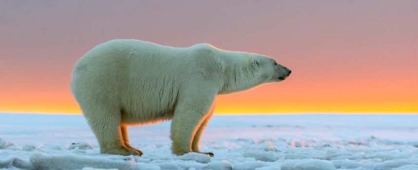 Зороастрийский гороскоп. Белый медведь