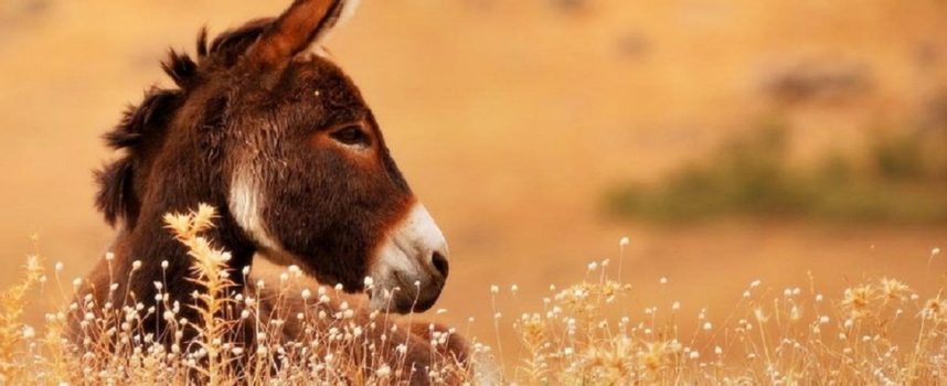 Зороастрийский гороскоп. Осел