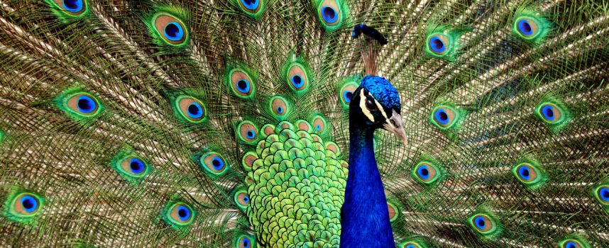 Зороастрийский гороскоп. Павлин