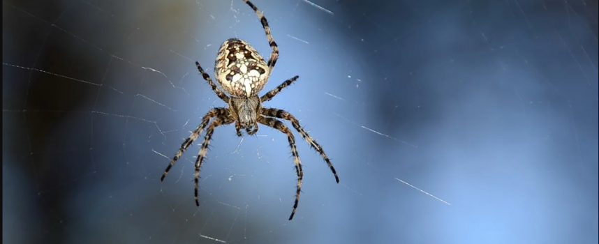 Зороастрийский гороскоп. Паук