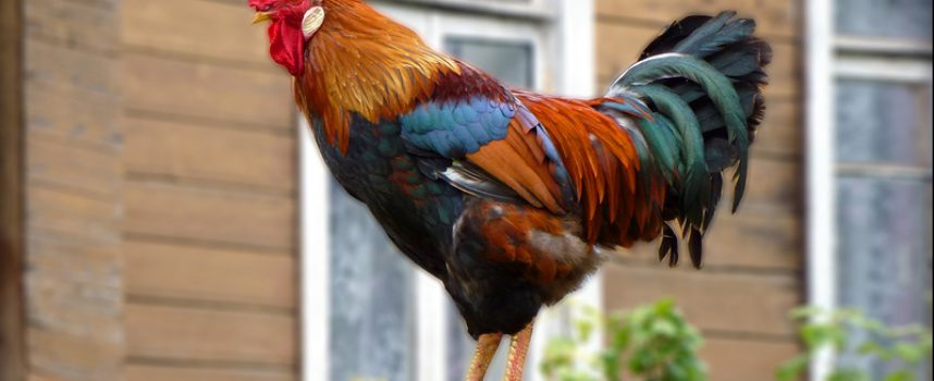 Зороастрийский гороскоп. Петух