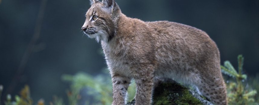 Зороастрийский гороскоп. Рысь/Соловей