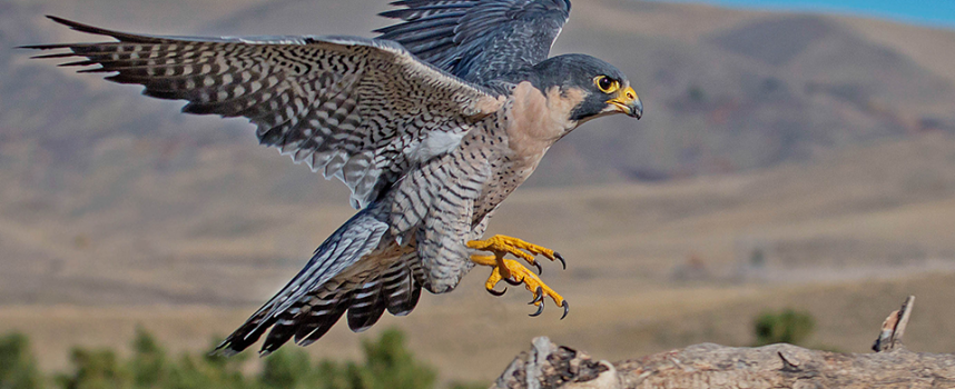 Зороастрийский гороскоп. Сокол