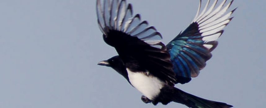 Зороастрийский гороскоп. Сорока