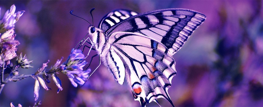 25 мая — лунное затмение. Учимся отпускать!