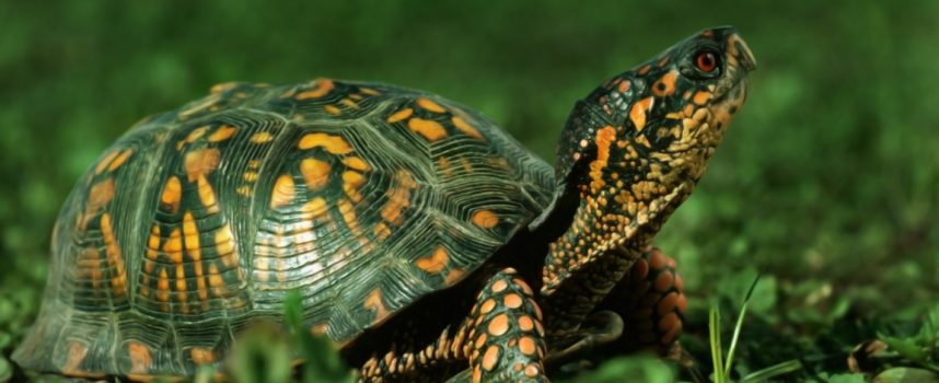 Зороастрийский гороскоп. Черепаха