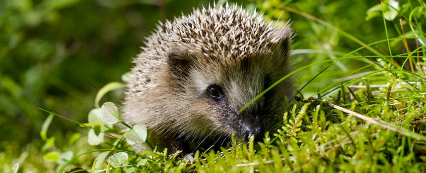 Зороастрийский гороскоп. Еж