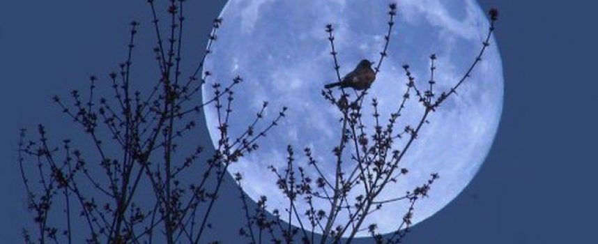 Голубая Луна. Полнолуние 21 августа 2013