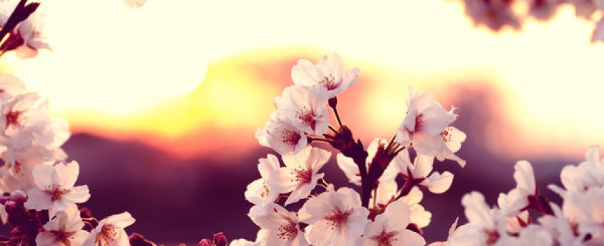 Прекрасные цветы среди пожара: Венера в аспектах 10 -19.04.14