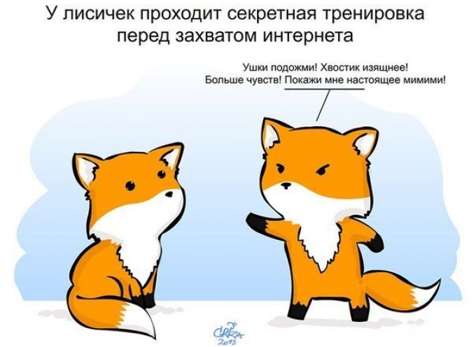 Лисички vs котики