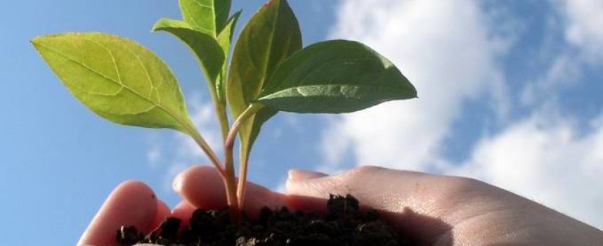 Союзники из растительного царства