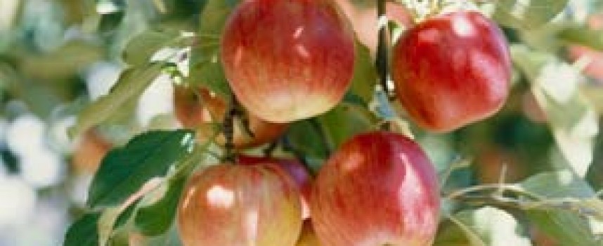 Quert (Яблоня)