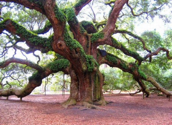 Магические свойства деревьев и обереги из них