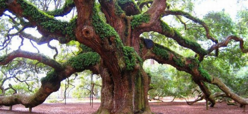 Магические свойства деревьев и обереги из них