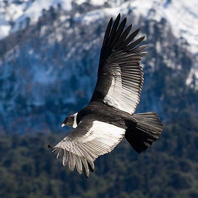 Андский кондор (Vultur gryphus)
