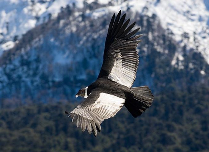 Андский кондор (Vultur gryphus)