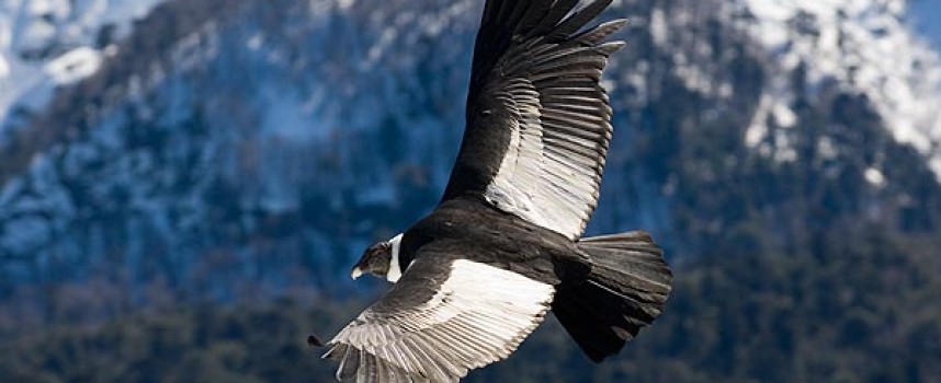 Андский кондор (Vultur gryphus)