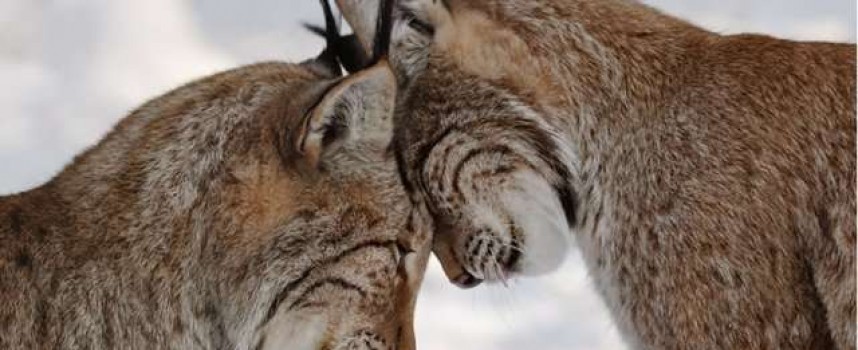 Рысь евразийская или обыкновенная (Lynx lynx)