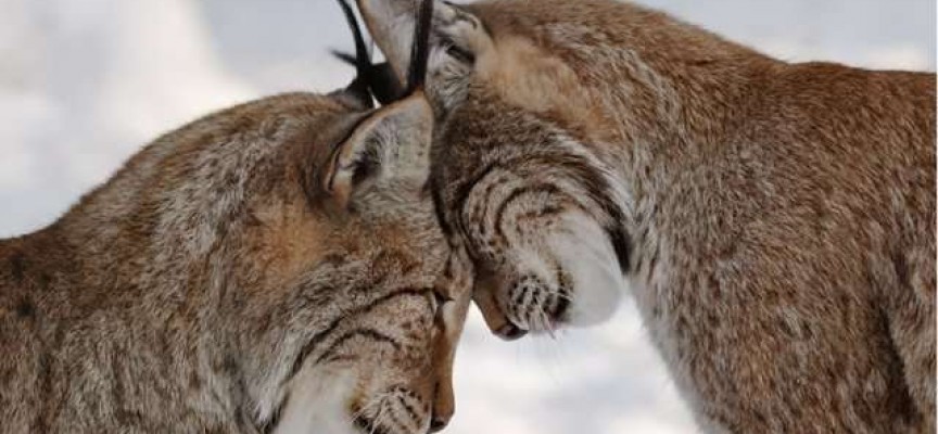 Рысь евразийская или обыкновенная (Lynx lynx)