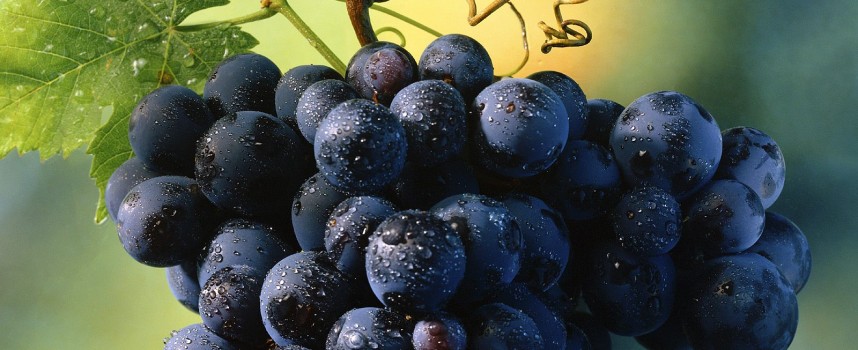 Muin (Виноградная лоза)