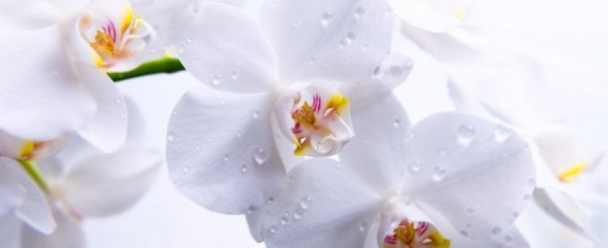 Легенды и мифы о происхождении орхидей