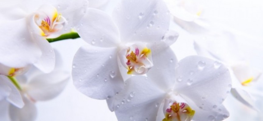 Легенды и мифы о происхождении орхидей