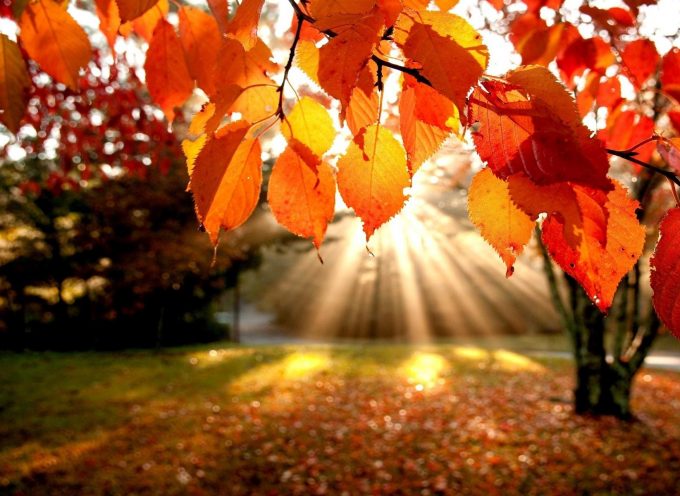 Солнце светит всем: астропрогноз на неделю 9 — 15 ноября